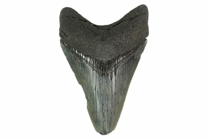 Fossil Megalodon Tooth - South Carolina #130779